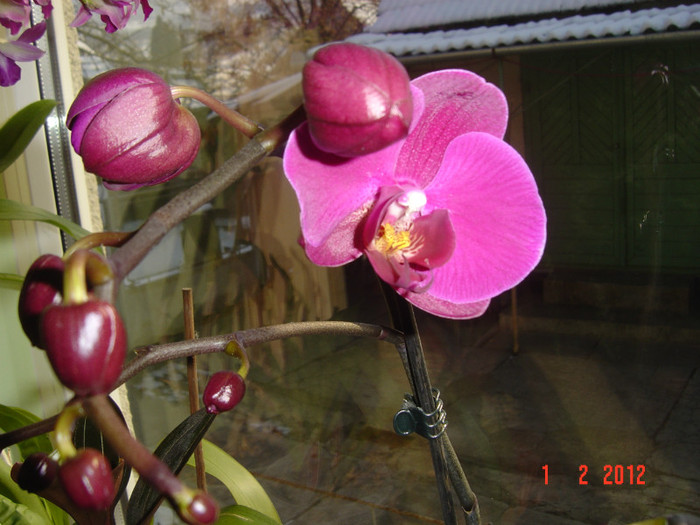 poze 800 - 2012 ORHIDEEA