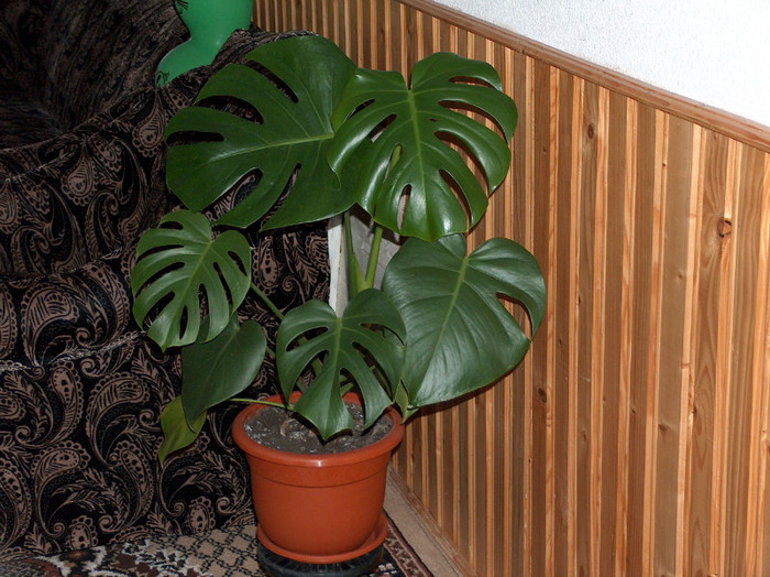 HPIM2606 - philodendron