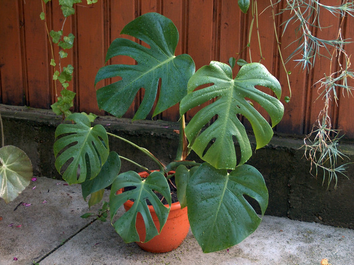 HPIM2971 - philodendron