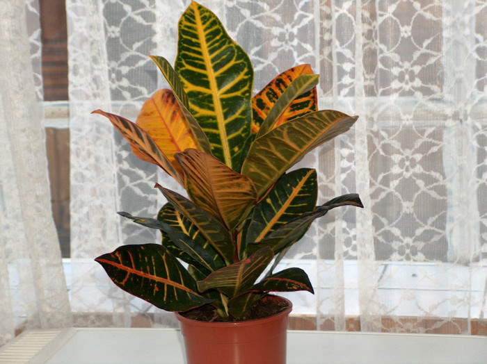 HPIM2933 - croton