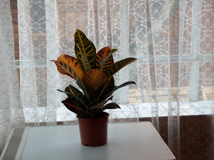 HPIM2934 - croton