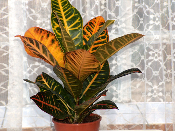 HPIM2935 - croton