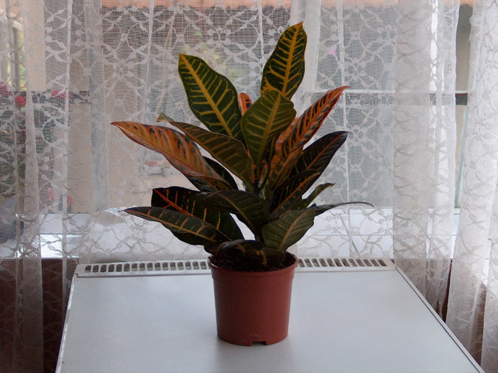 HPIM2937 - croton