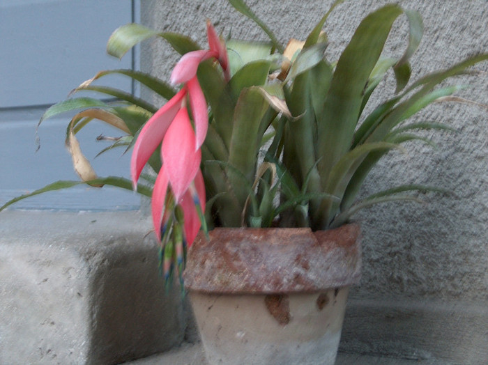 HPIM1296 - bilbergia