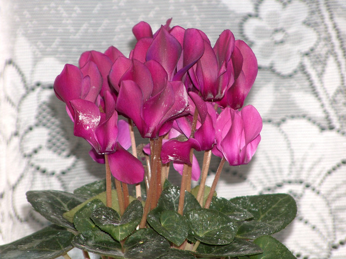 HPIM6520 - cyclamen