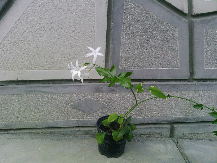 Fotografii-0053 - jasminum