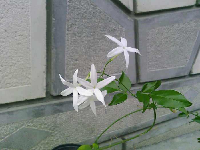 Fotografii-0054 - jasminum