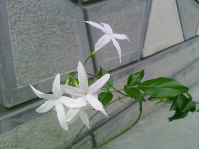 Fotografii-0055 - jasminum