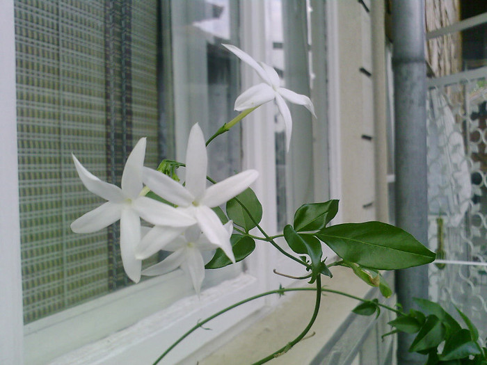 Fotografii-0057 - jasminum