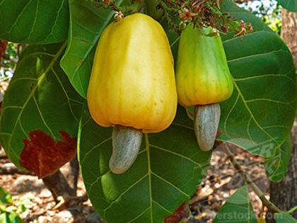 Anacardium occidentale