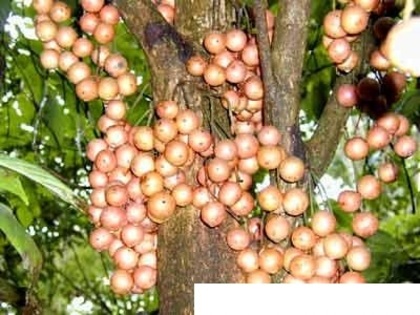 Baccaurea_ramilflora