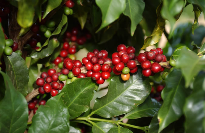 Coffea arabica