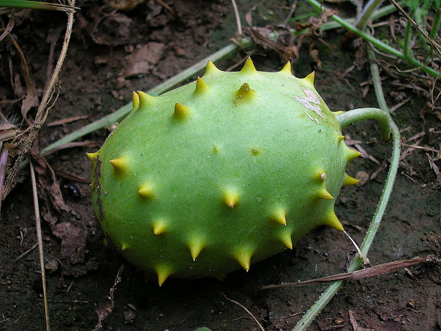 Cucumis carolinus
