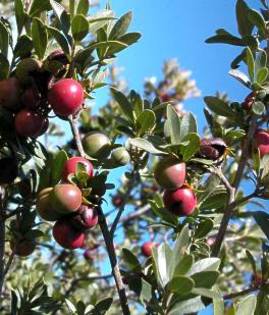 Diospyros austroafricana