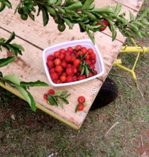 Malpighia punicifolia