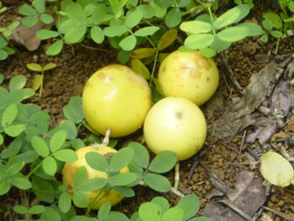 Passiflora edulis var. flavicarpa