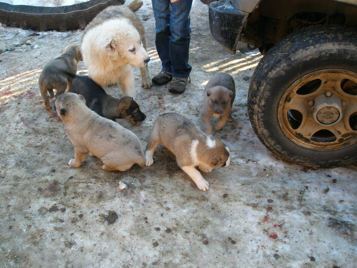 P1012667 - 1-a---- Paznicii mei Caucazian  si --- FEMELA  KANGAL--- catelusi kangal -VANDUTI