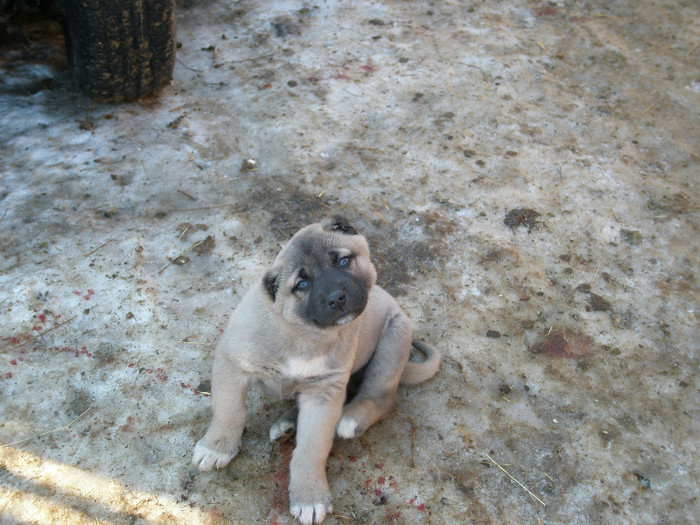 pui kangal 4 sapt. - 1-a---- Paznicii mei Caucazian  si --- FEMELA  KANGAL--- catelusi kangal -VANDUTI