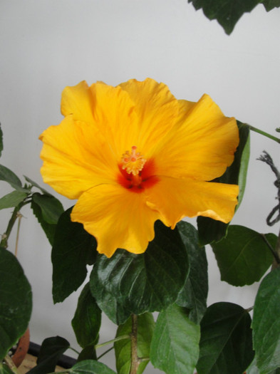  - B-hibiscus-2012 1