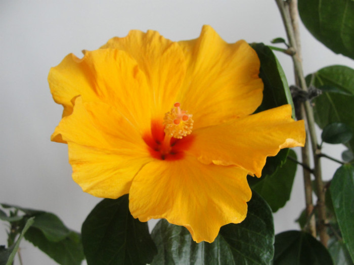 28.01.2012 - B-hibiscus-2012 1