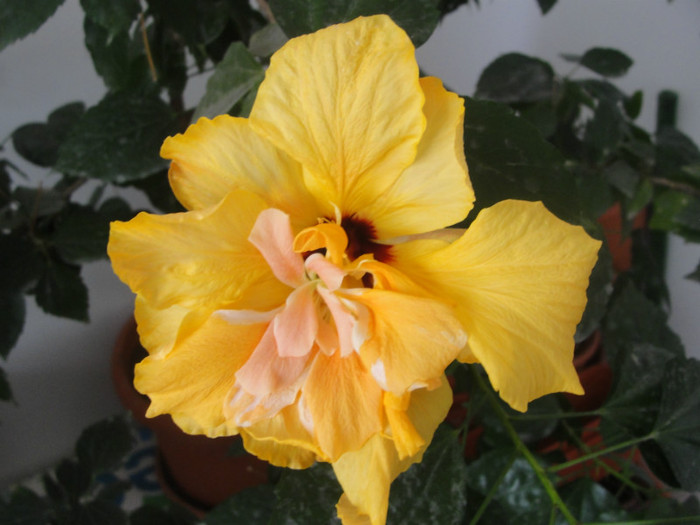  - B-hibiscus-2012 1