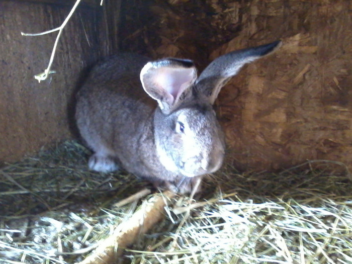 ultimul ajuns d la germania masc 6 luni