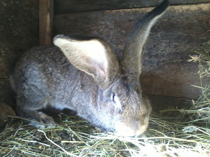 mascul dwe 3 luni superrrr