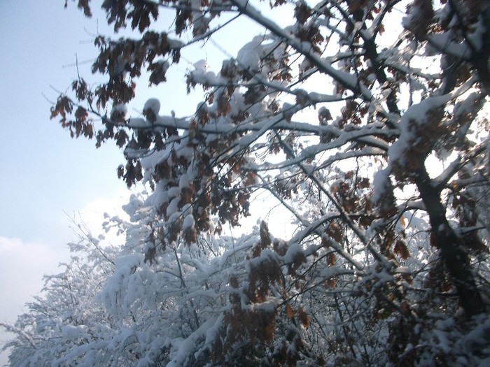 1.02.2012 - A sosit iarna