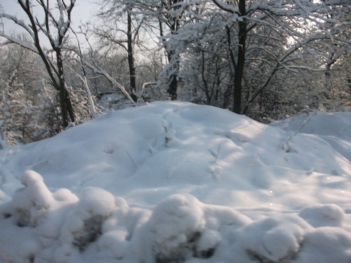 poze 295 - A sosit iarna