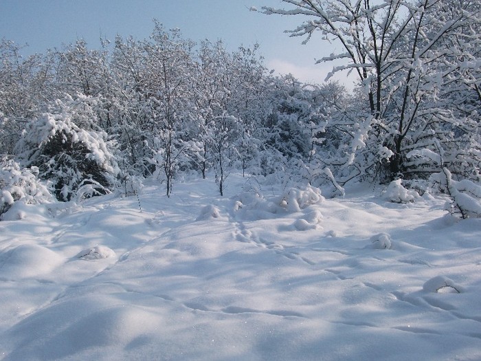 1.02.2012 - A sosit iarna