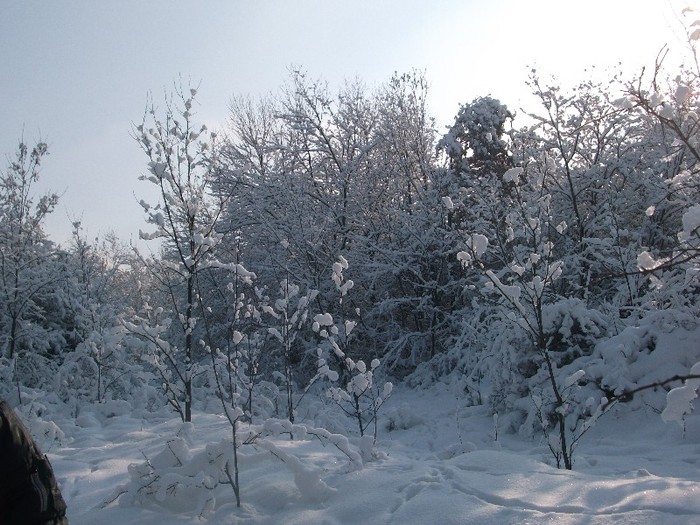 poze 325 - A sosit iarna