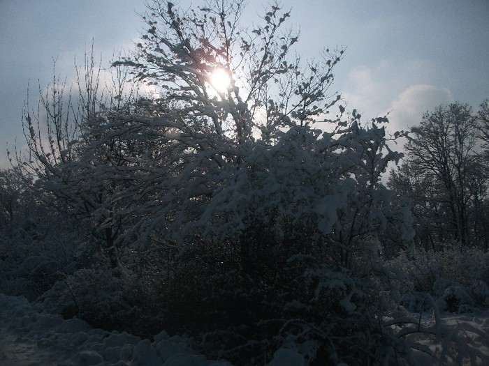 poze 366 - A sosit iarna