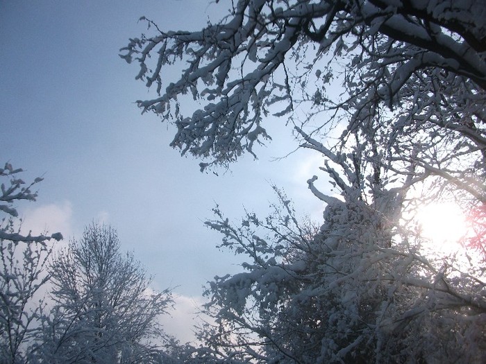 poze 374 - A sosit iarna