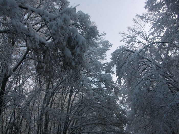 poze 414 - A sosit iarna