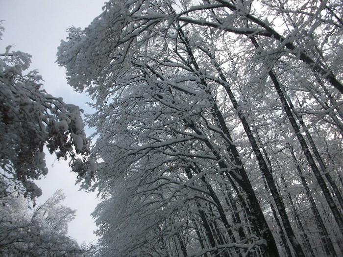 poze 423 - A sosit iarna