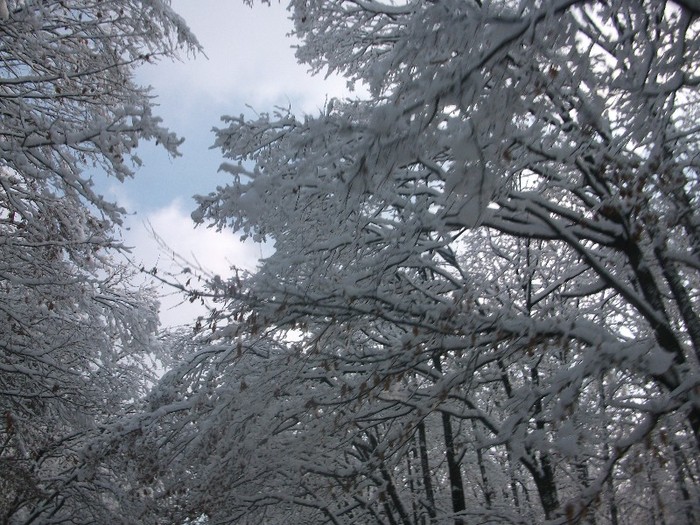 poze 426 - A sosit iarna