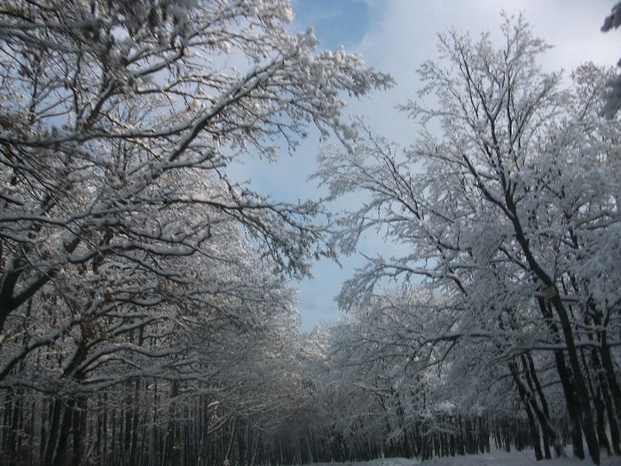 poze 430 - A sosit iarna