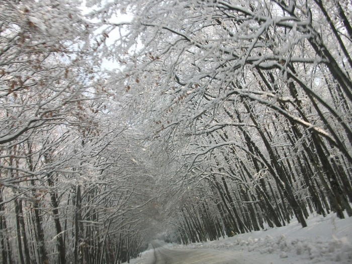 poze 432 - A sosit iarna