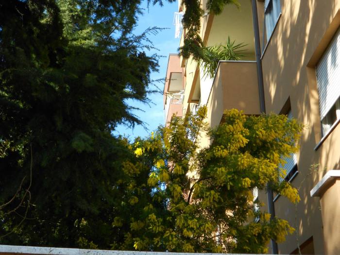 mimosa deja a inflorit prematur