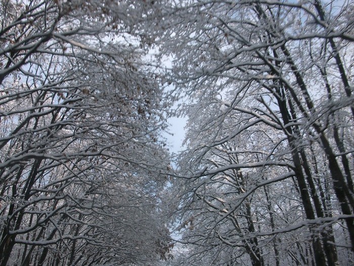 poze 434 - A sosit iarna