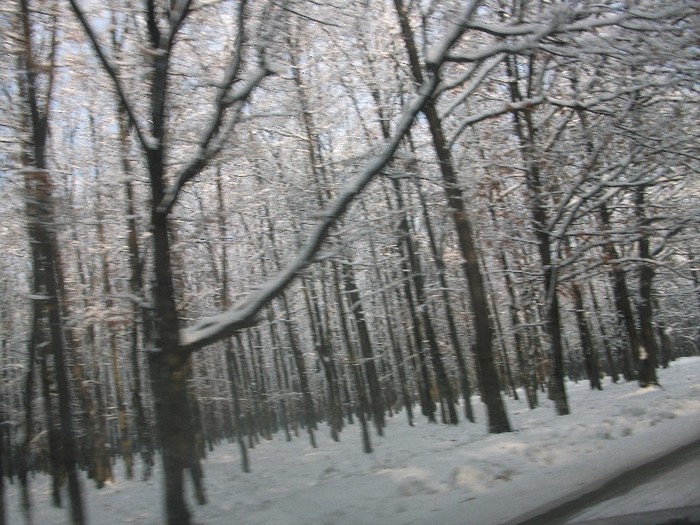 poze 435 - A sosit iarna