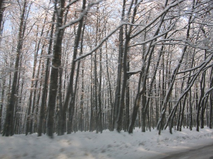 poze 445 - A sosit iarna