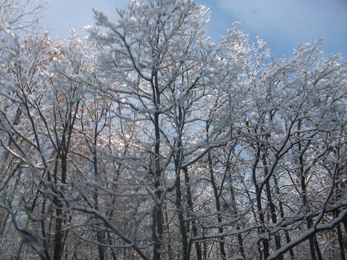 poze 448 - A sosit iarna