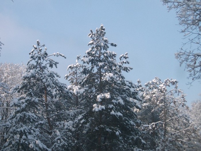 poze 463 - A sosit iarna
