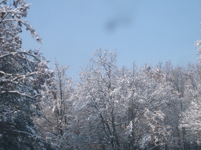 poze 464 - A sosit iarna