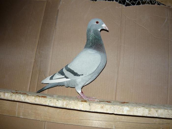 detin un fiu din el comb. floor engels linia lui 231 si leo van rijn loc 4 as olanda si keiserin