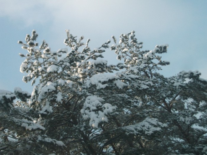 poze 465 - A sosit iarna