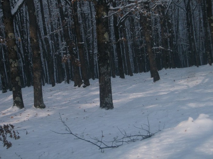 poze 467 - A sosit iarna