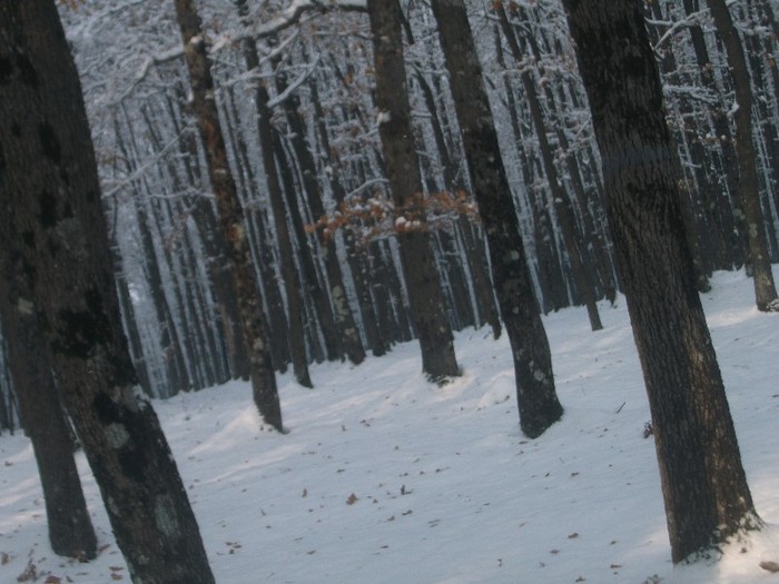 poze 468 - A sosit iarna