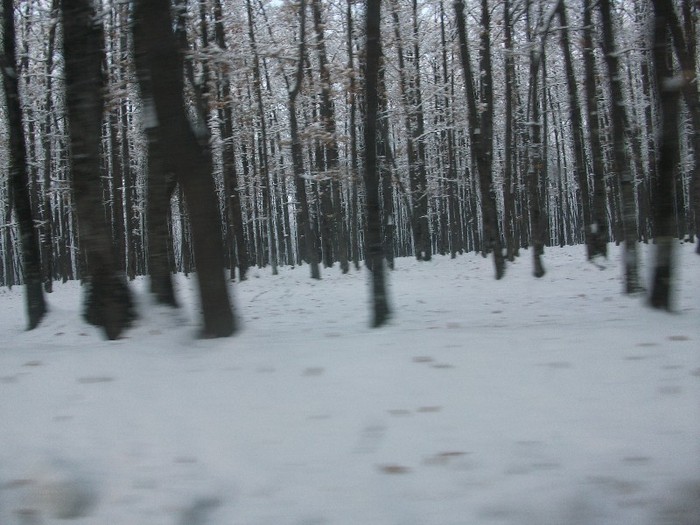 poze 469 - A sosit iarna